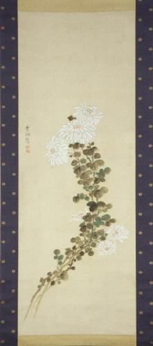白菊図　