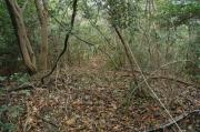 大谷山６号墳