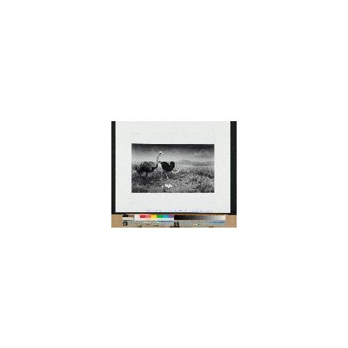 ダチョウ、イボイノシシ