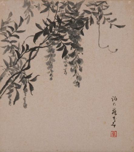 色紙　藤