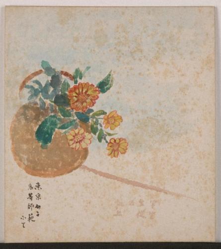 色紙小菊