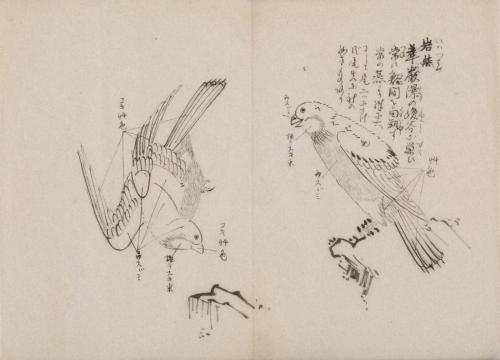 日光山艸木花鳥図画帖　1　模写「岩燕」『日光山志』第4巻より