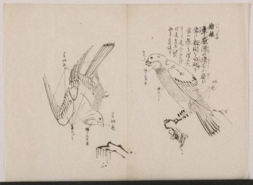 日光山艸木花鳥図画帖　1　模写「岩燕」『日光山志』第4巻より