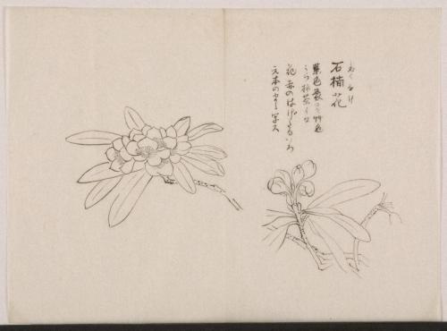 日光山艸木花鳥図画帖　2　模写「石楠花」『日光山志』第4巻より