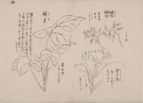 日光山艸木花鳥図画帖　3　模写「姫石楠木、岩千鳥、婿菜」『日光山志』第4巻より