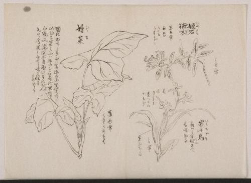 日光山艸木花鳥図画帖　3　模写「姫石楠木、岩千鳥、婿菜」『日光山志』第4巻より