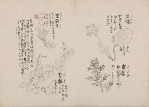 日光山艸木花鳥図画帖　4　模写「岩鏡、岩蓬、雪割草、苦桃」『日光山志』第4巻より