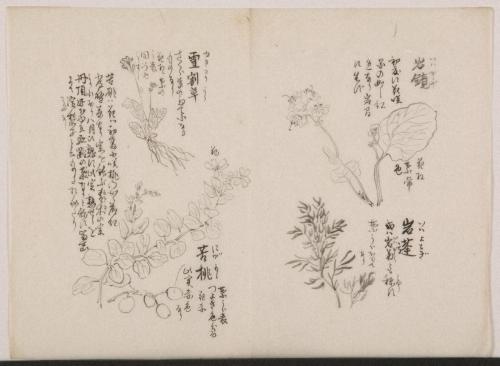 日光山艸木花鳥図画帖　4　模写「岩鏡、岩蓬、雪割草、苦桃」『日光山志』第4巻より