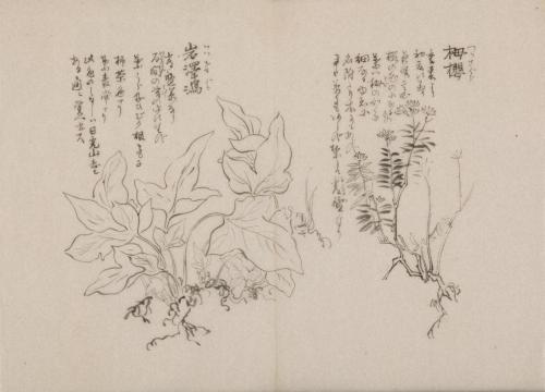 日光山艸木花鳥図画帖　5　模写「栂桜、岩澤瀉」『日光山志』第4巻より