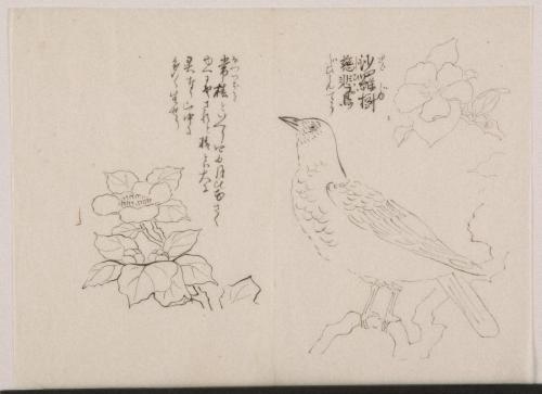 日光山艸木花鳥図画帖　6　模写「沙羅樹/慈悲鳥」『日光山志』第4巻より