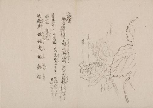 日光山艸木花鳥図画帖　7　模写「白根葵」『日光山志』第4巻より