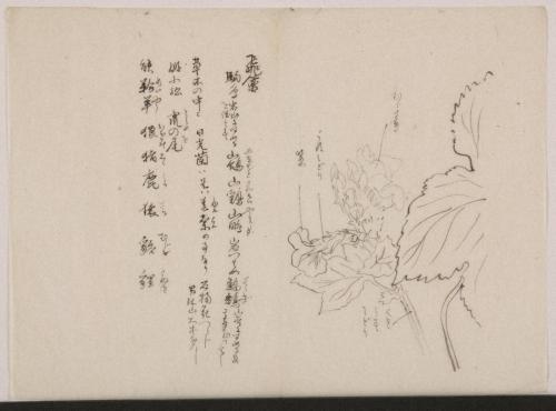 日光山艸木花鳥図画帖　7　模写「白根葵」『日光山志』第4巻より