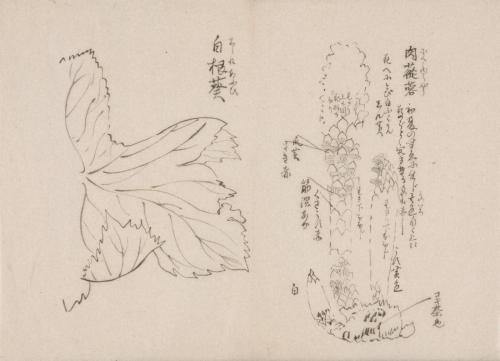 日光山艸木花鳥図画帖　8　模写「肉従容、白根葵」『日光山志』第4巻より