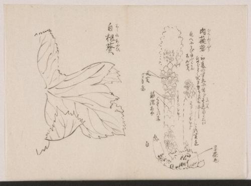日光山艸木花鳥図画帖　8　模写「肉従容、白根葵」『日光山志』第4巻より