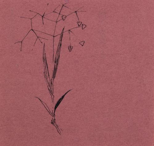 薬包紙デッサン［すずかぜぐさ］