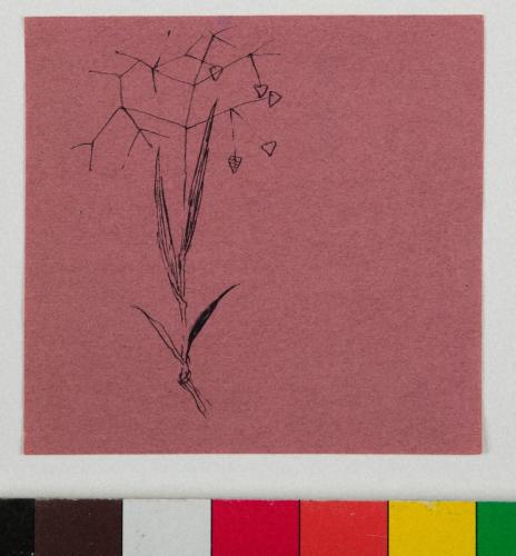 薬包紙デッサン［すずかぜぐさ］