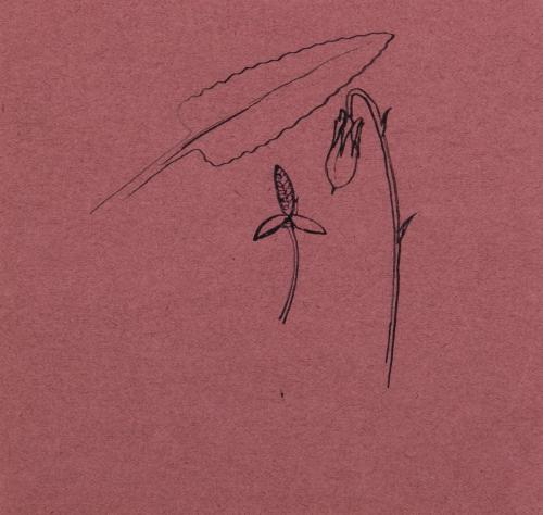 薬包紙デッサン［すみれ］