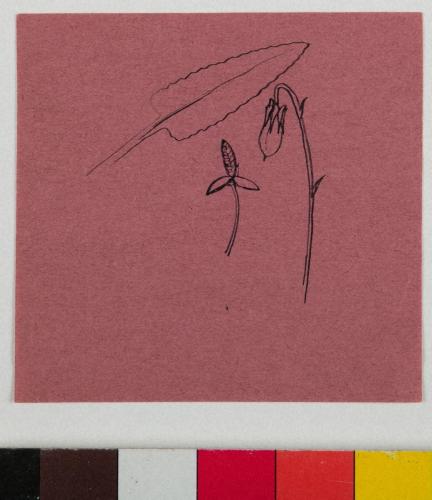 薬包紙デッサン［すみれ］