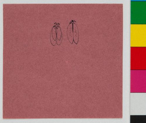 薬包紙デッサン［蛾］