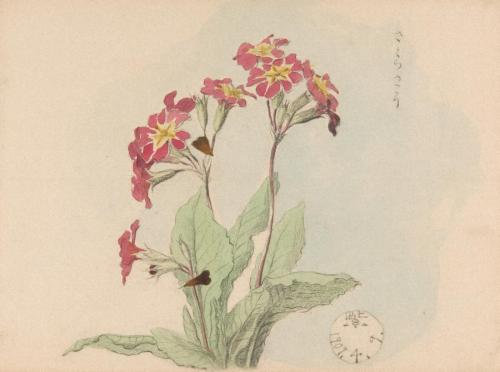 ［徳義中学時代デッサン帳より］　さくらさう