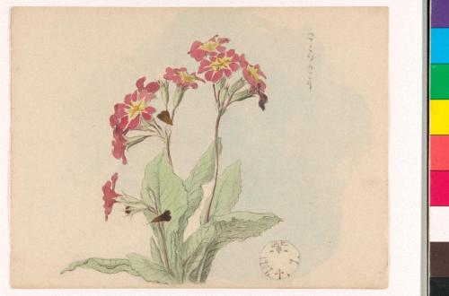 ［徳義中学時代デッサン帳より］　さくらさう