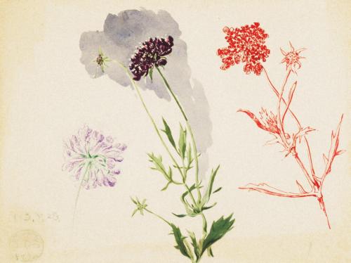 ［徳義中学時代デッサン帳より］まつむしさう