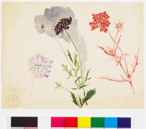 ［徳義中学時代デッサン帳より］まつむしさう