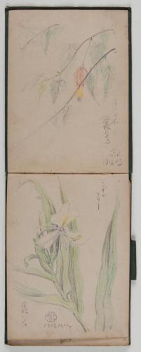 『紫明寫生帖』鉛筆之部其六（左）うきつり木（3）ジンヂャリリー