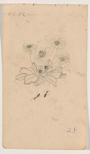 『未知草カード』[第二]より「ひなぎく」