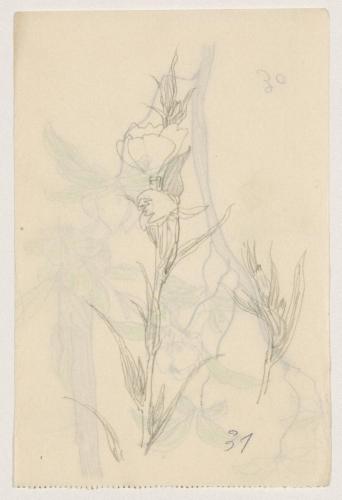 『未知草カード』[第二]より［月見草］