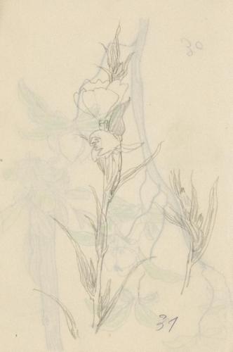 『未知草カード』[第二]より［月見草］