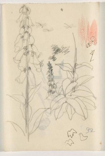 『未知草カード』[第二]より［つりがねそう］