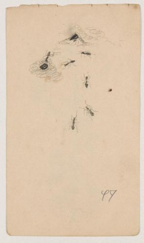 『未知草カード』[第二]より［蟻］