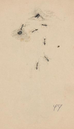 『未知草カード』[第二]より［蟻］