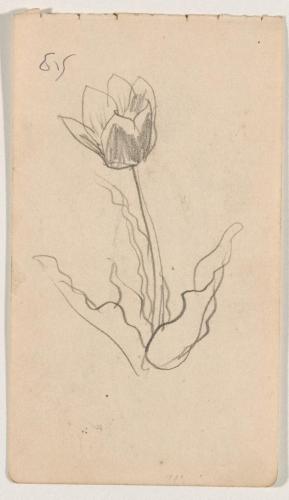 『未知草カード』[第二]より［チューリップ］