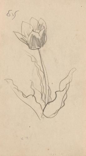 『未知草カード』[第二]より［チューリップ］