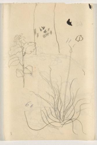 『未知草カード』[第二]より［植物］