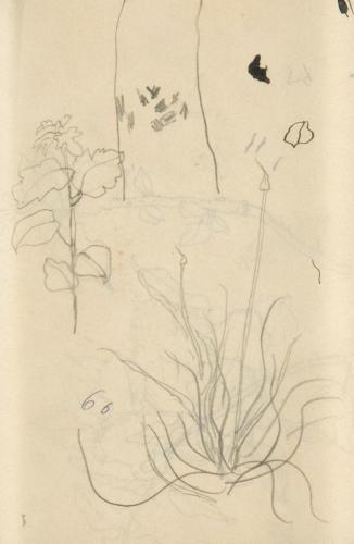 『未知草カード』[第二]より［植物］