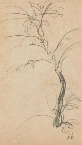『未知草カード』[第二]より［植物］