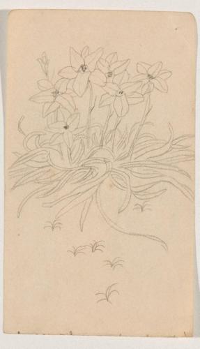 『未知草カード』[第二]より［花］