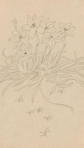 『未知草カード』[第二]より［花］