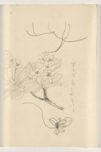 『未知草カード』[第二]より「まるばしやりんばい」