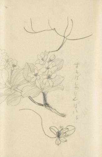 『未知草カード』[第二]より「まるばしやりんばい」