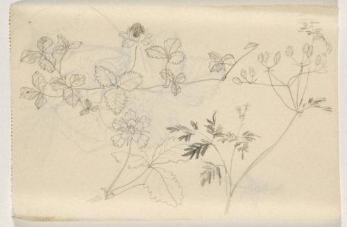 『未知草カード』[第二]より［いちご］