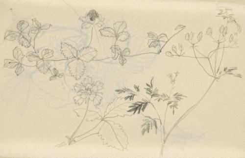 『未知草カード』[第二]より［いちご］