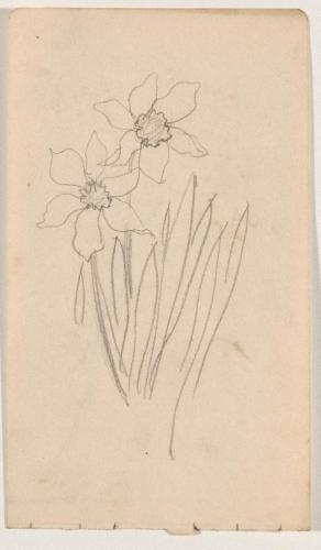 『未知草カード』[第二]より［水仙］