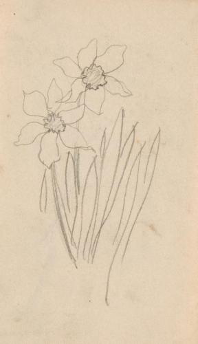 『未知草カード』[第二]より［水仙］