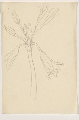 『未知草カード』[第二]より［植物］