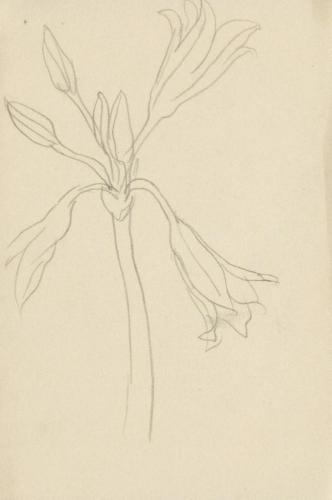 『未知草カード』[第二]より［植物］