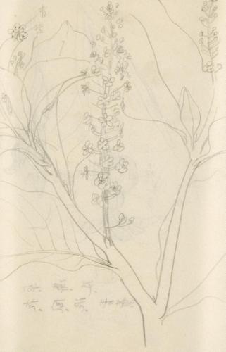 『未知草カード』[第二]より［植物］